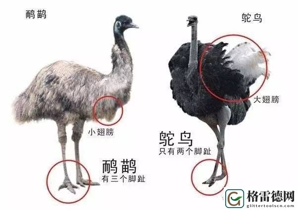  扌桑辶畐和畐畲的区别：解读汉字构造的奥秘