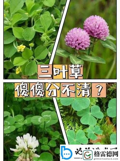  成品人精品人的区别四叶草：探讨个人成长与职场发展