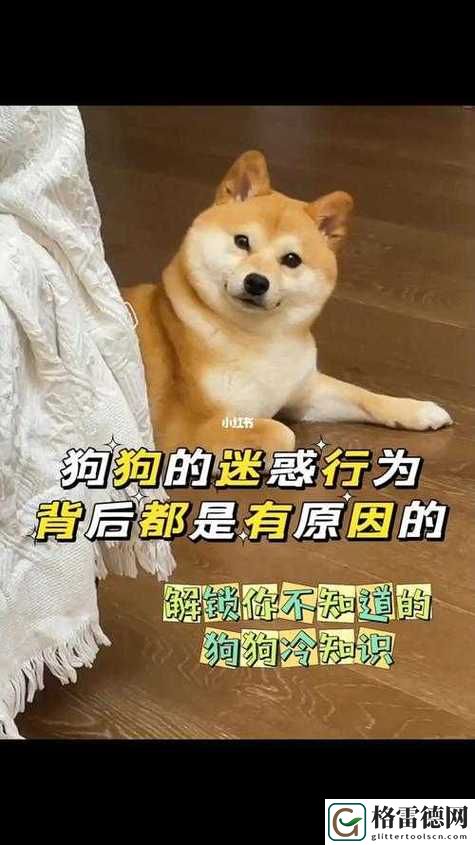 面对宠物情感的挑战：狗狗让我上瘾戒不掉怎么办