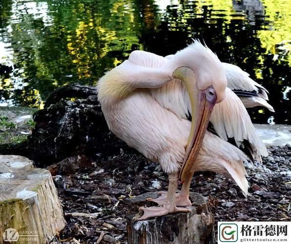  美国Zoom与动物Zoom引发热议，网友：这是什么神奇的“云”连接？