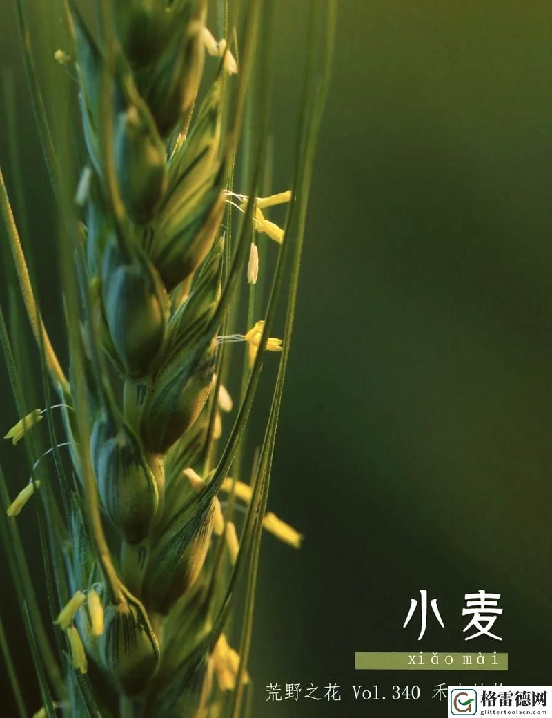 探索“麦子的秘密2”：丰收背后的故事