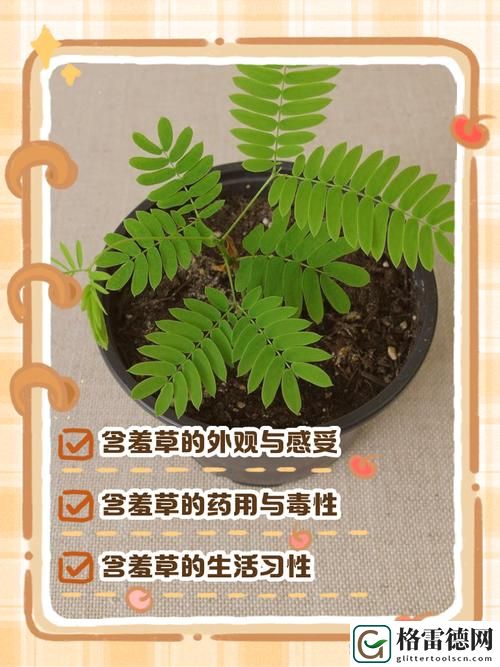  生命的韵味：含羞草是清清爽爽的