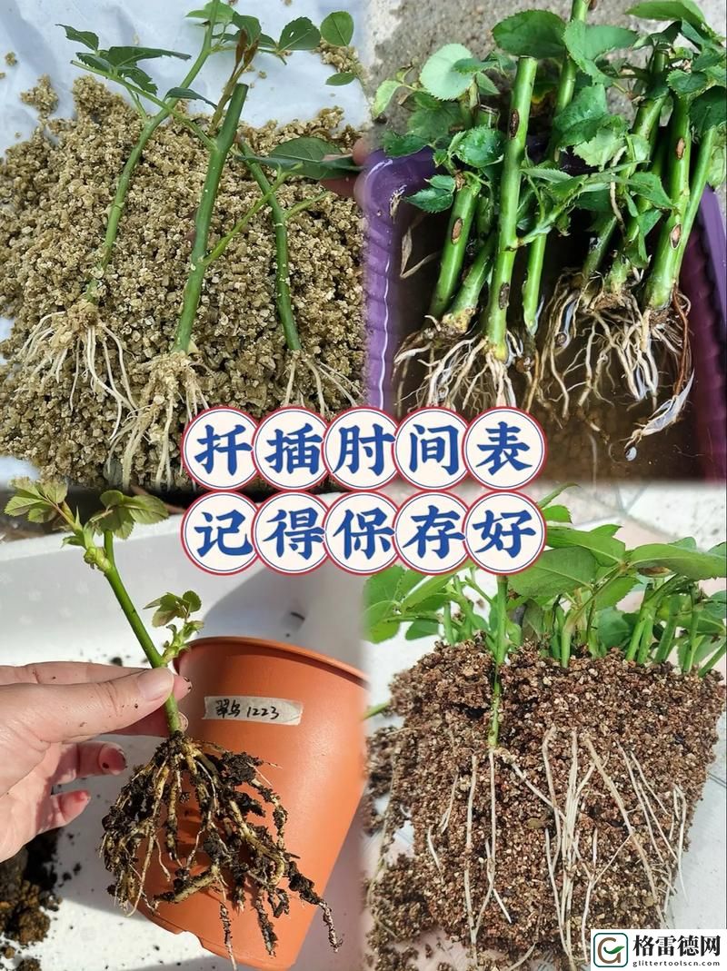  走进“72种45分钟扦插方式嘉善圈”的奇妙世界