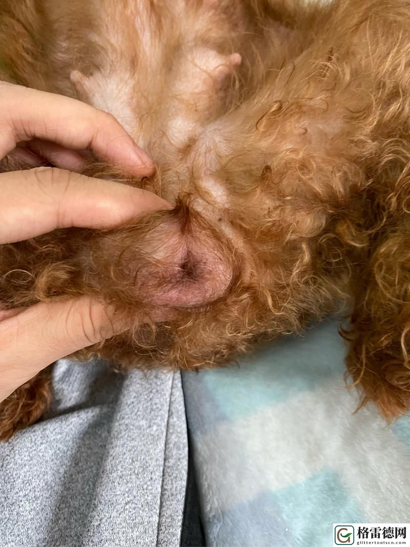  狗狗舔阴部会感染HPV吗？犬类健康与人类病毒的关系探讨