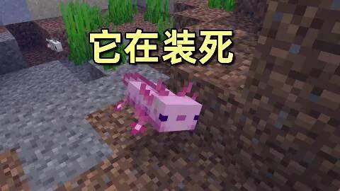 我的世界美西螈怎么繁殖后代
