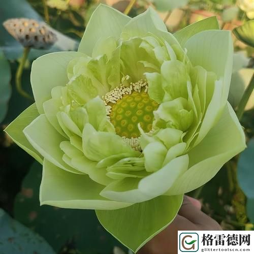  荷花1777. tⅴknow，网友分享：