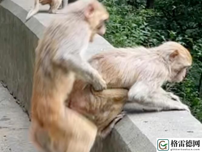两个人生猴子全程无被子上线，网友表示：这是生活的真实写照！