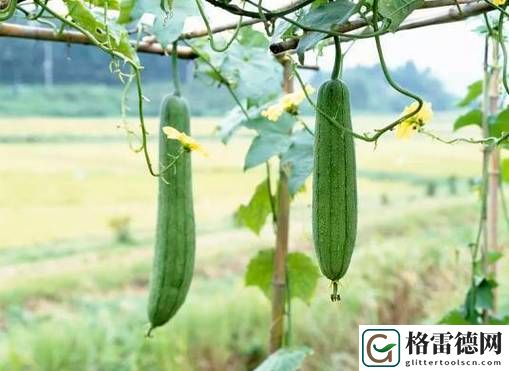 18丝瓜视频，粉丝：这一刻，我被深深吸引