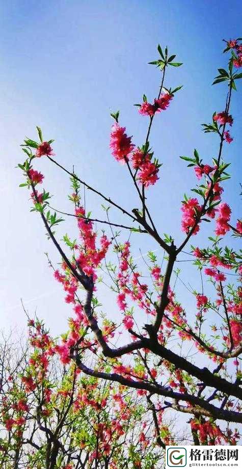  国色天香桃花朵朵开——春天的绝美诗篇