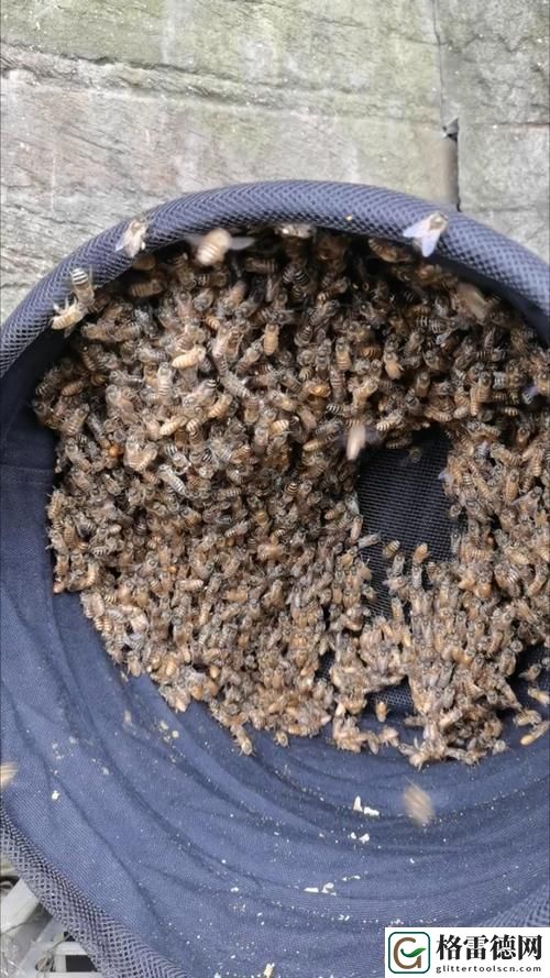  让生活更精彩的选择——色蜂视频带来的视听盛宴